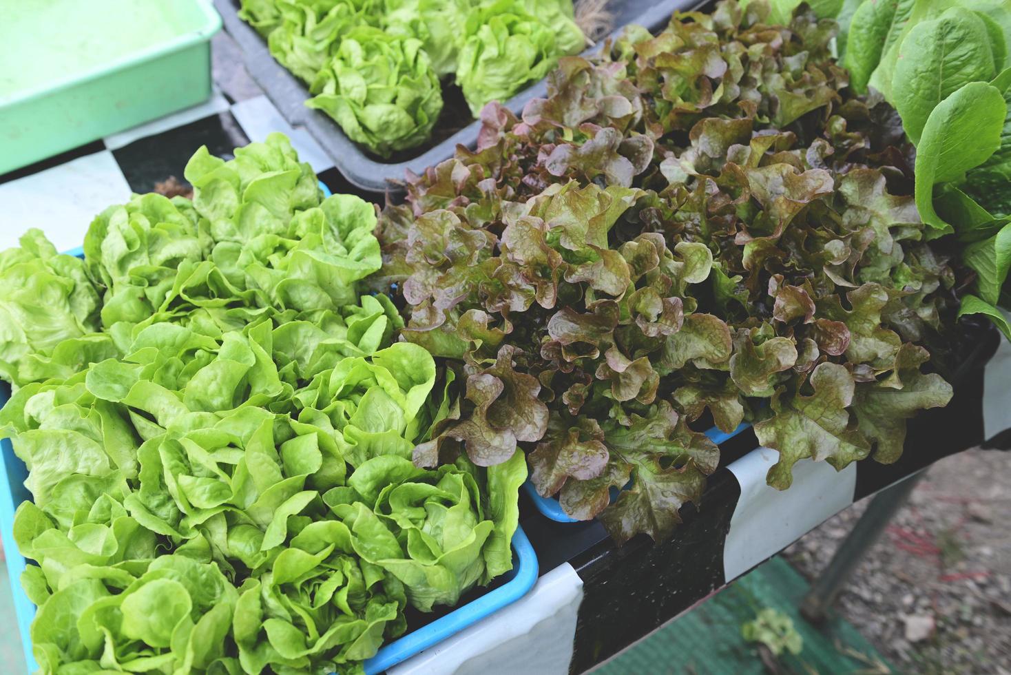 vegetales desde hidropónico granjas Fresco mantecosa lechuga y rojo roble lechuga creciente en el cesta, orgánico salud comida naturaleza hoja foto