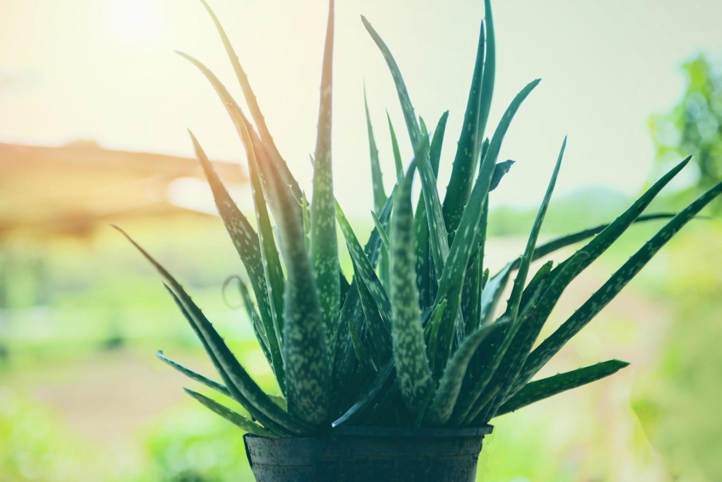 áloe vera planta creciente en maceta en el jardín tropical verde plantas foto