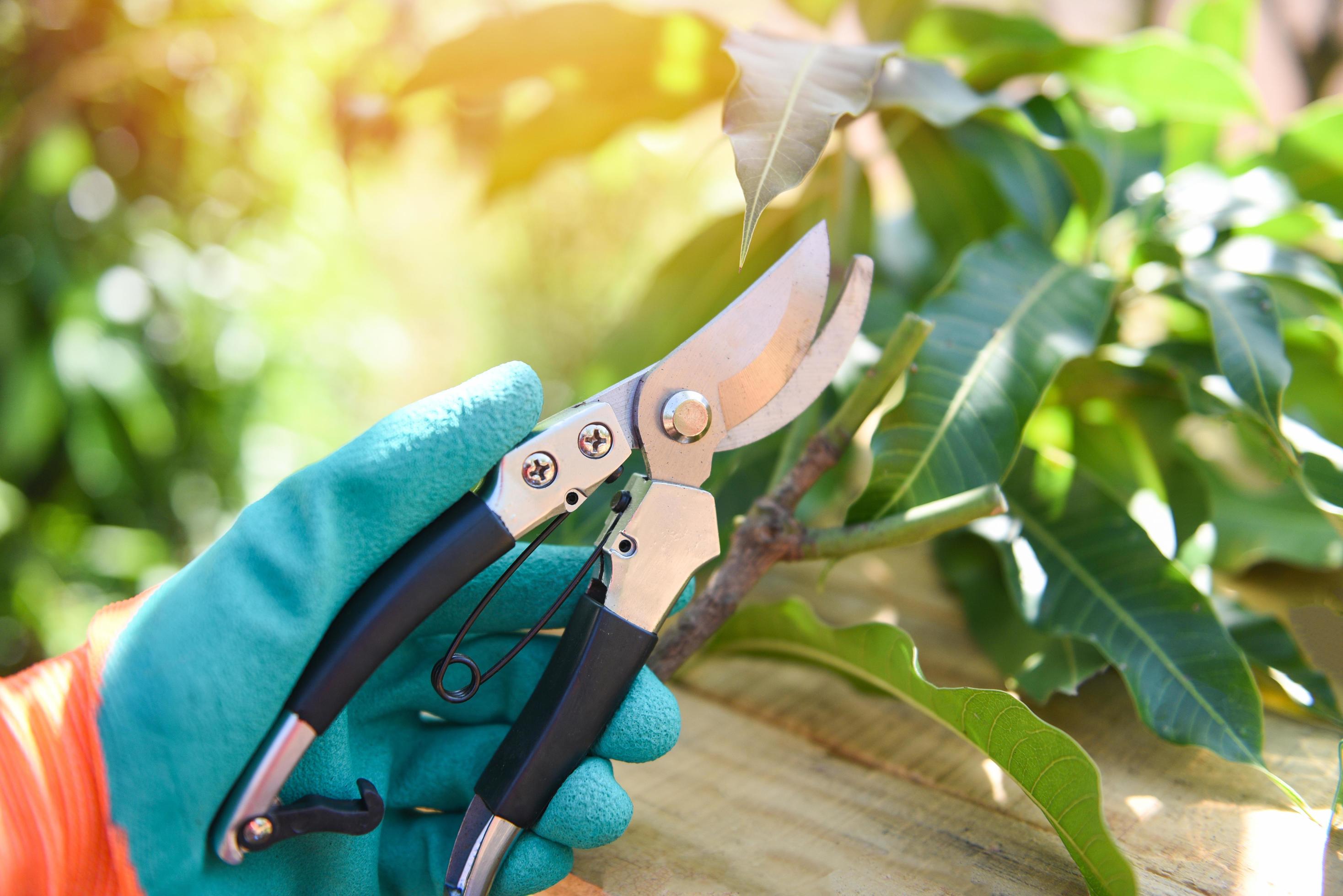Hand holding pruning shears in the garden agriculture Gardening tool