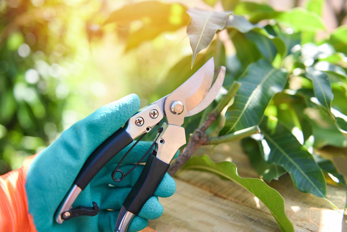 Hand holding pruning shears in the garden agriculture - Gardening tool and works concept photo