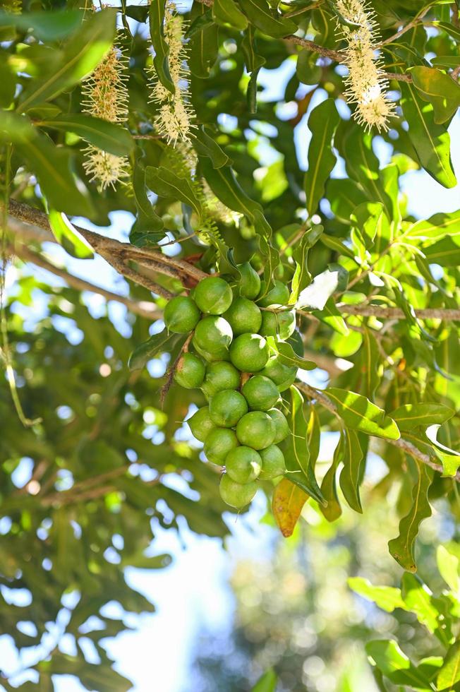 macadamia nuts on macadamia tree plant, fresh natural raw macadamia nuts in garden, planting macadamia nut fruit waiting for the harvest seeds photo