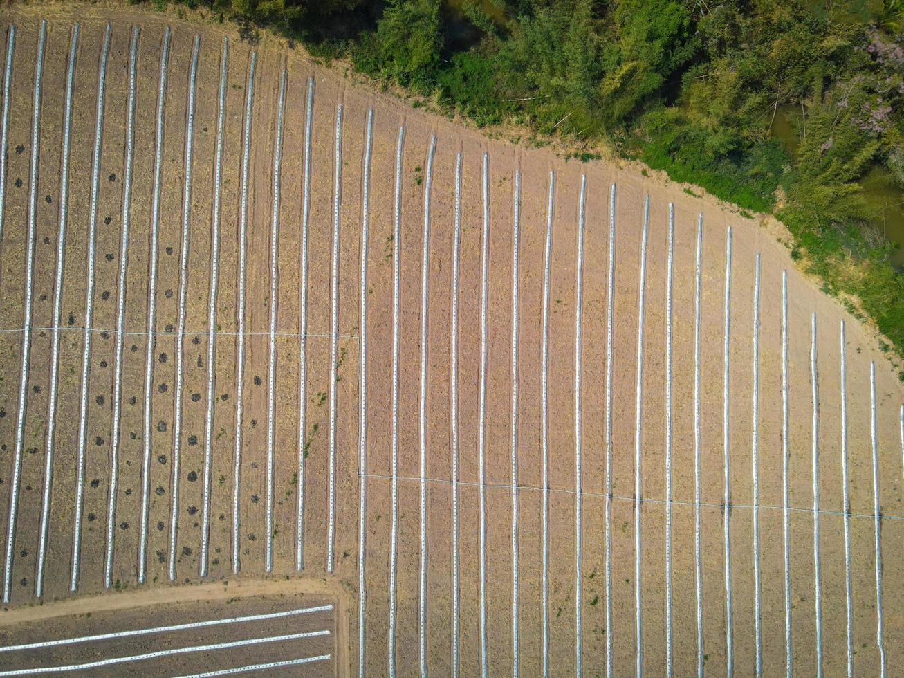 high angle view of agriculture , aerial view rows of crop fields top view - rows of soil planting plant sowing seeds on a plantation in the farm and agricultural concept. photo