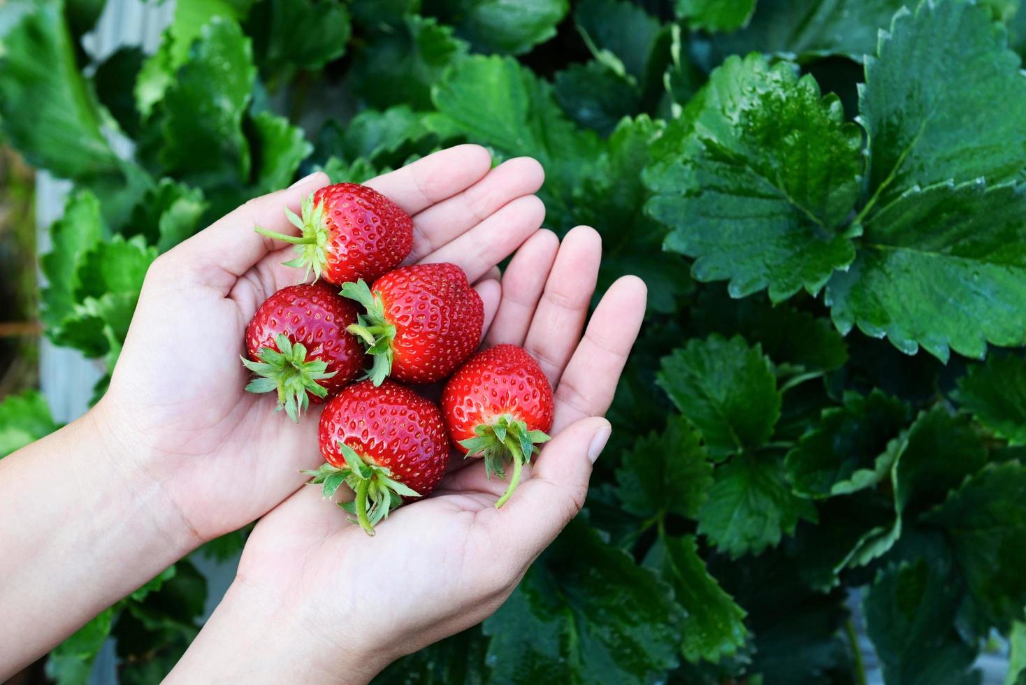 granja de plantas de fresa, campo de fresas maduras frescas para cosechar fresas recogiendo a mano en el jardín fruta recolectada fresa en verano foto