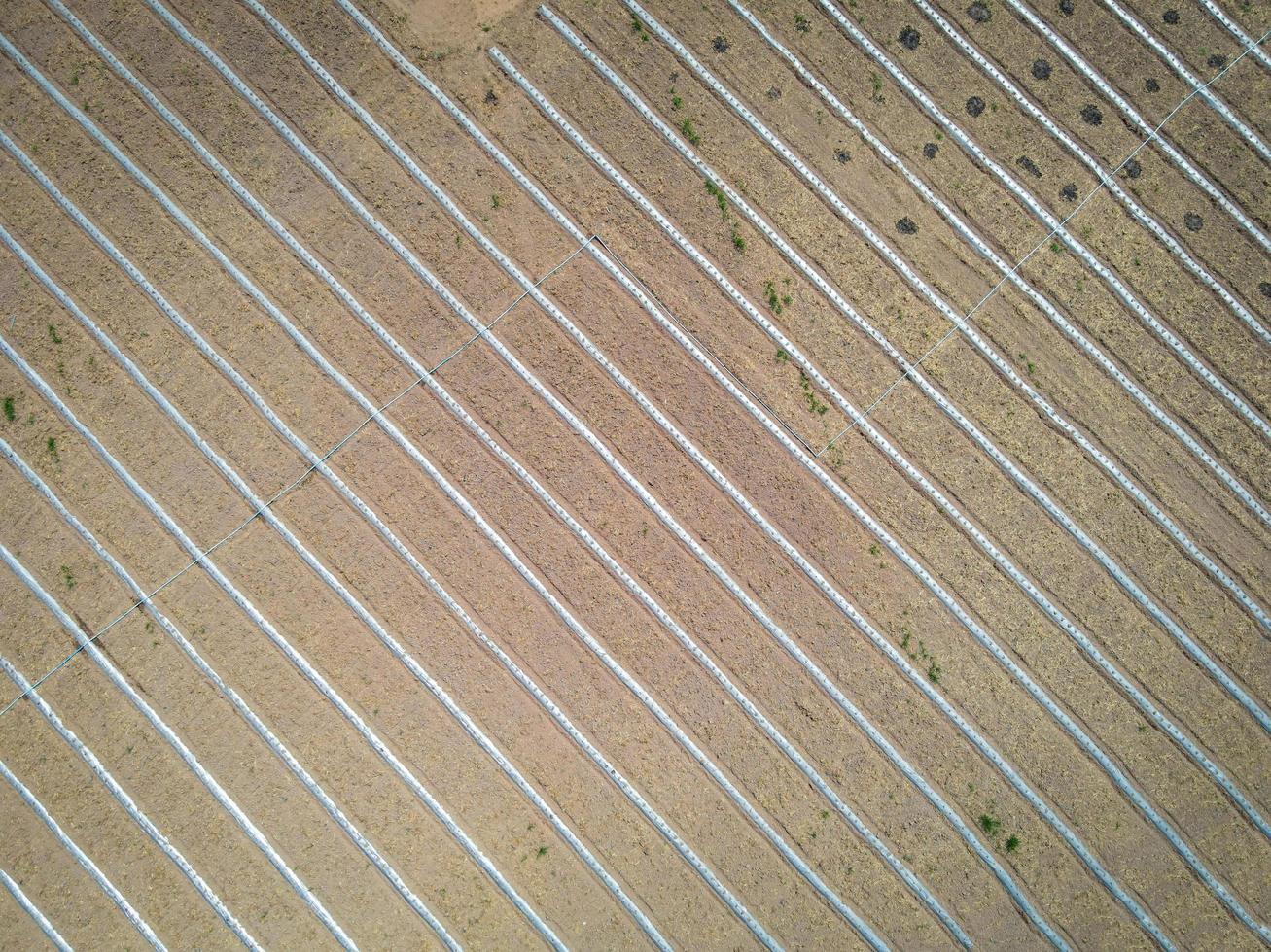 high angle view of agriculture , aerial view rows of crop fields top view - rows of soil planting plant sowing seeds on a plantation in the farm and agricultural concept. photo