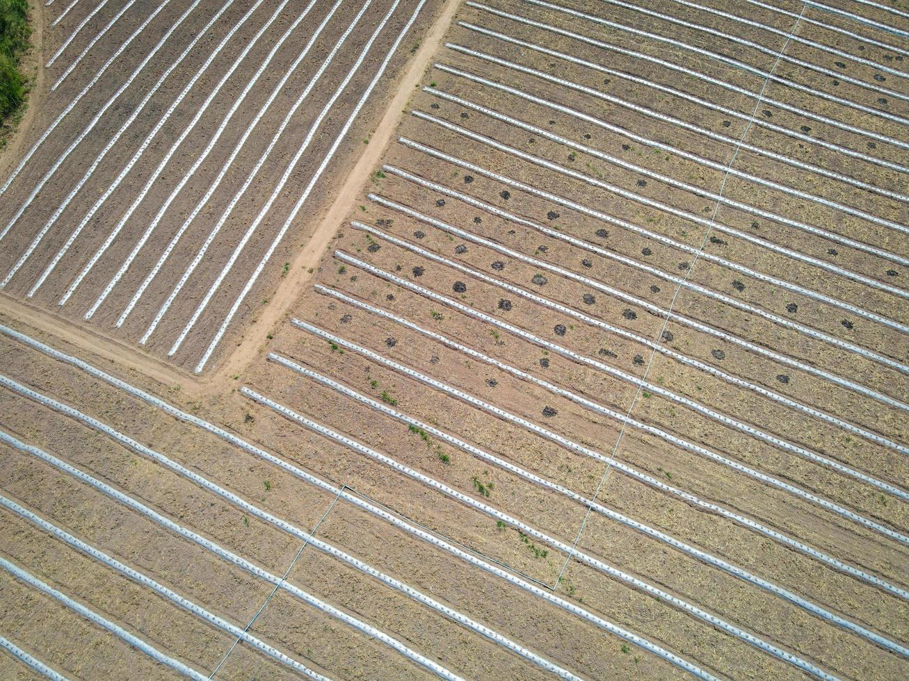 high angle view of agriculture , aerial view rows of crop fields top view - rows of soil planting plant sowing seeds on a plantation in the farm and agricultural concept. photo