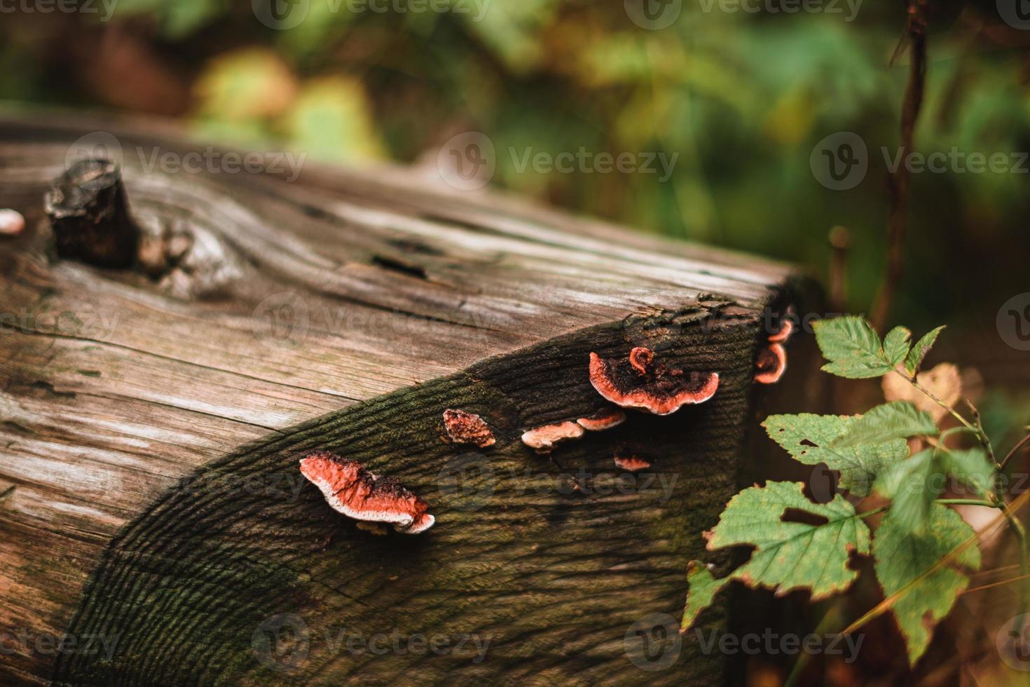 Mushrooms on a trunk in a forest photo