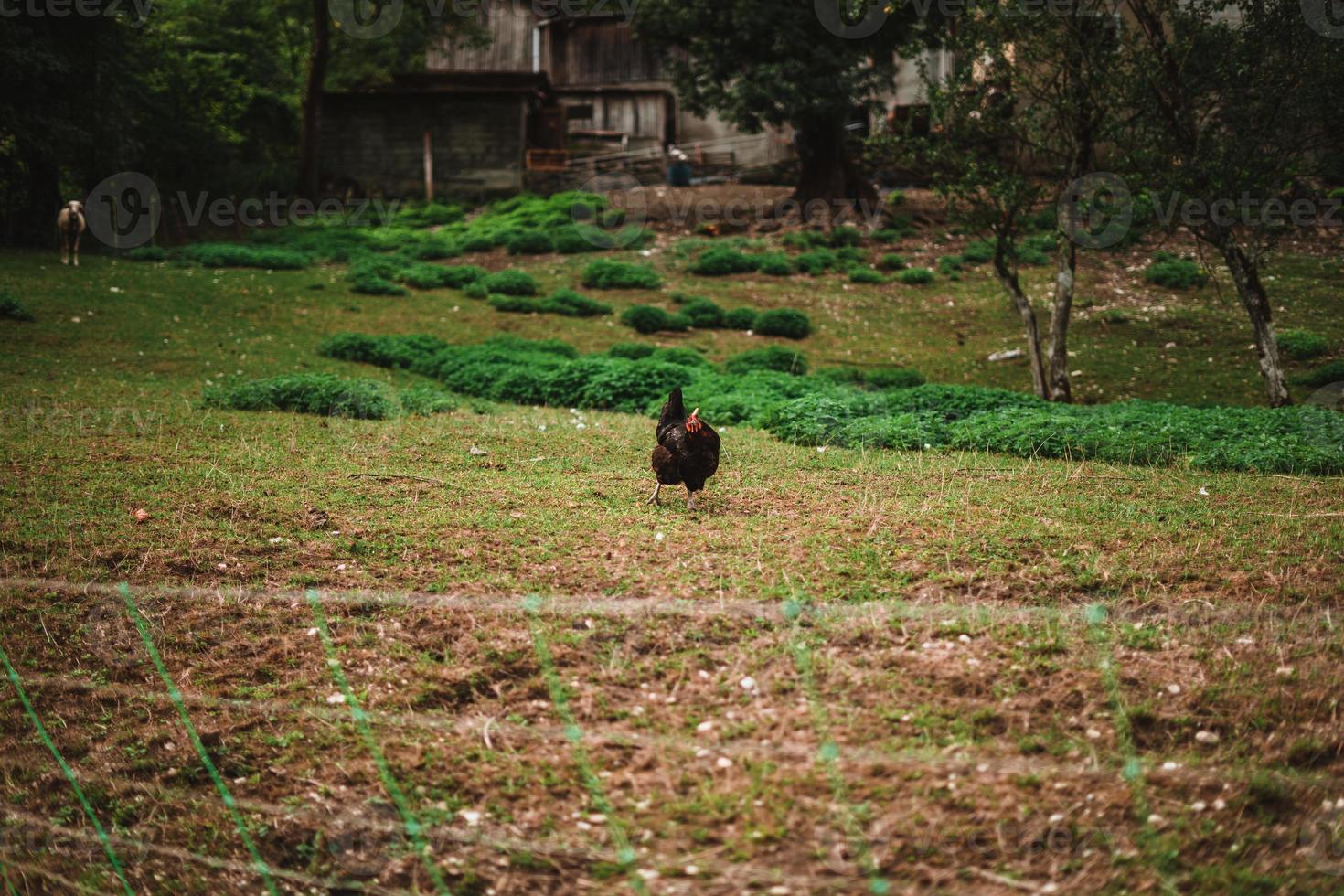 Dark brown chicken on a farm in the Alps with sheep in background photo