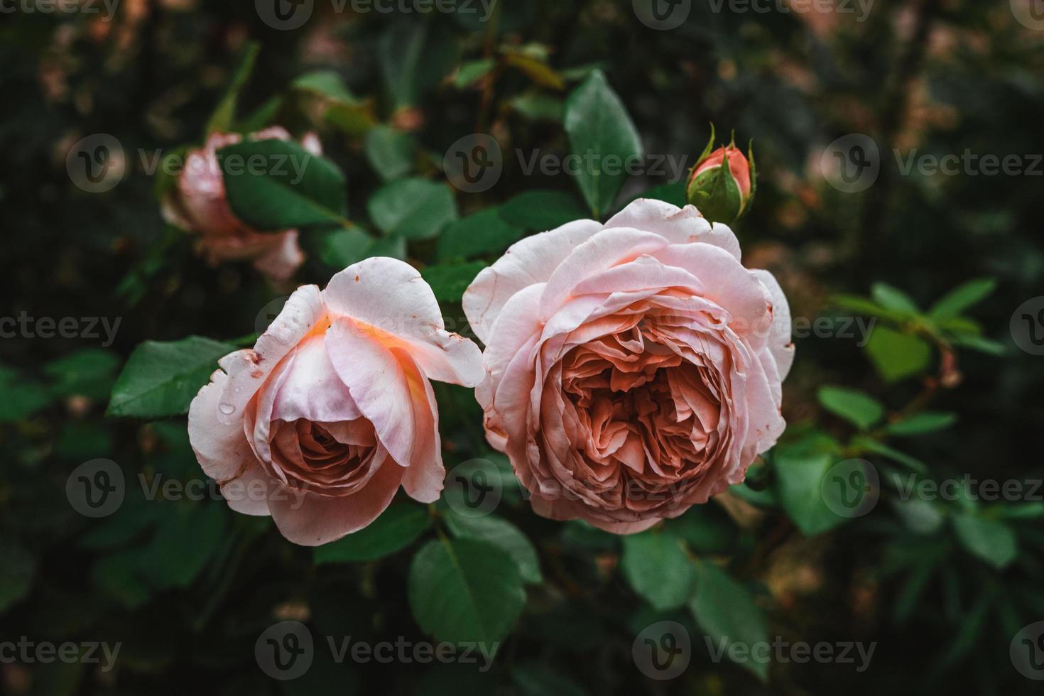 Pink rose with leaves and raindrops photo