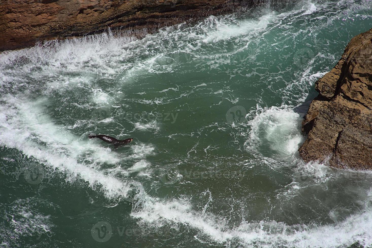 wild seal swimming on the ocean photo