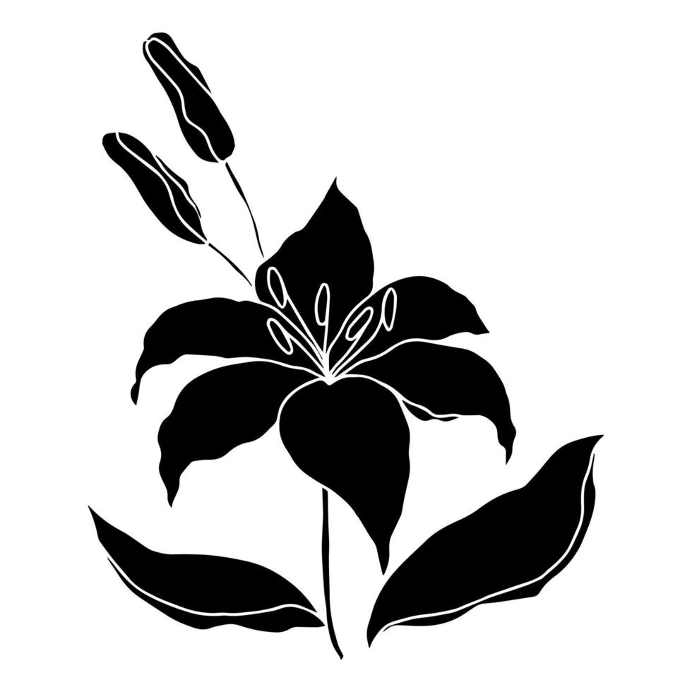 Lilly hand drawn flower vector