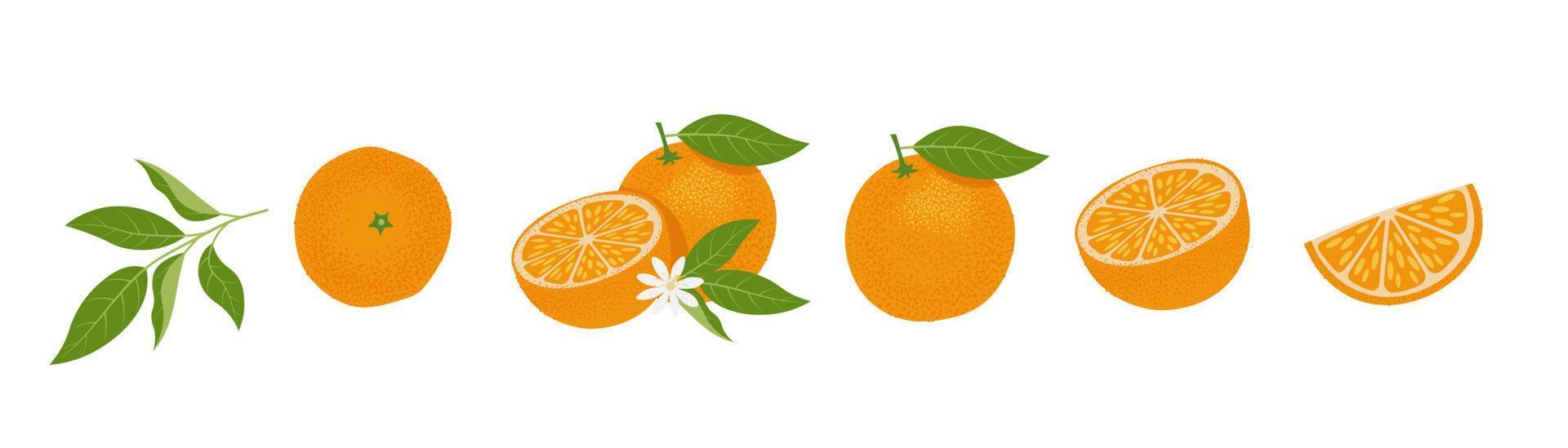 Fresco naranja rebanadas colocar. agrios, vitamina C. vector ilustración, aislado en blanco antecedentes