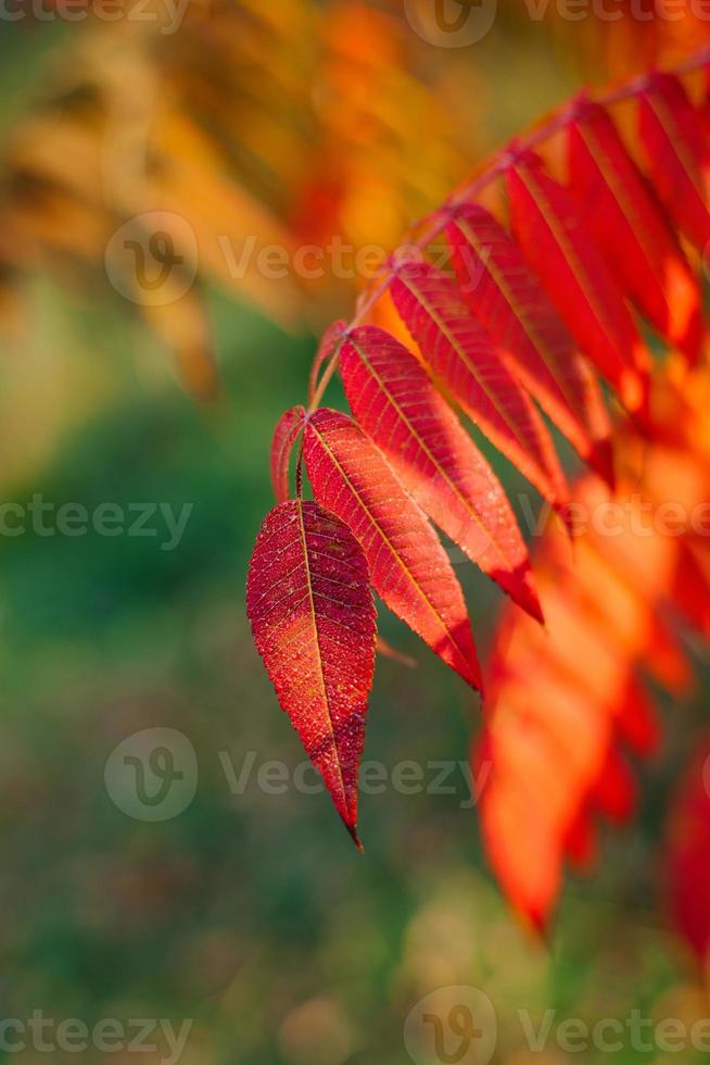 Red leaves of sumac or vinegar tree close - up in autumn photo