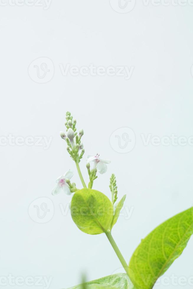 White flowers bloom on a white background photo