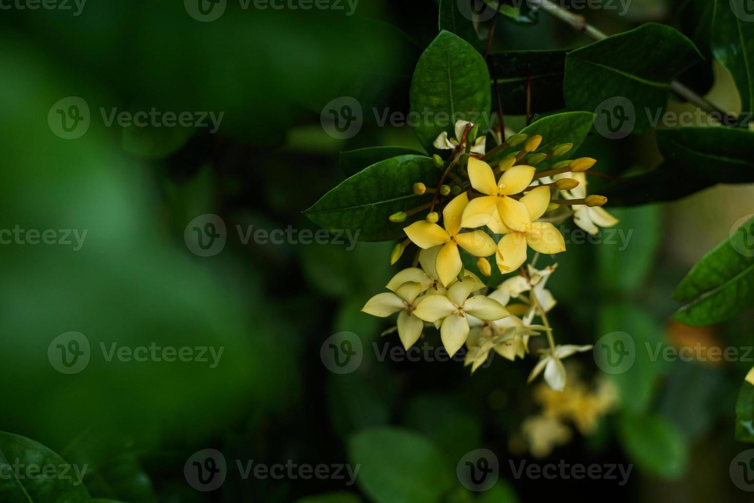 yellow flowers blooming in the garden, selective focus photography photo