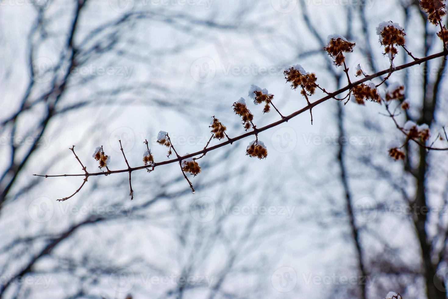 Kolkwitzia amabilis is a species of plant in the Caprifoliaceae family. A deciduous shrub known collectively as beauty bush in winter, covered in snow. photo