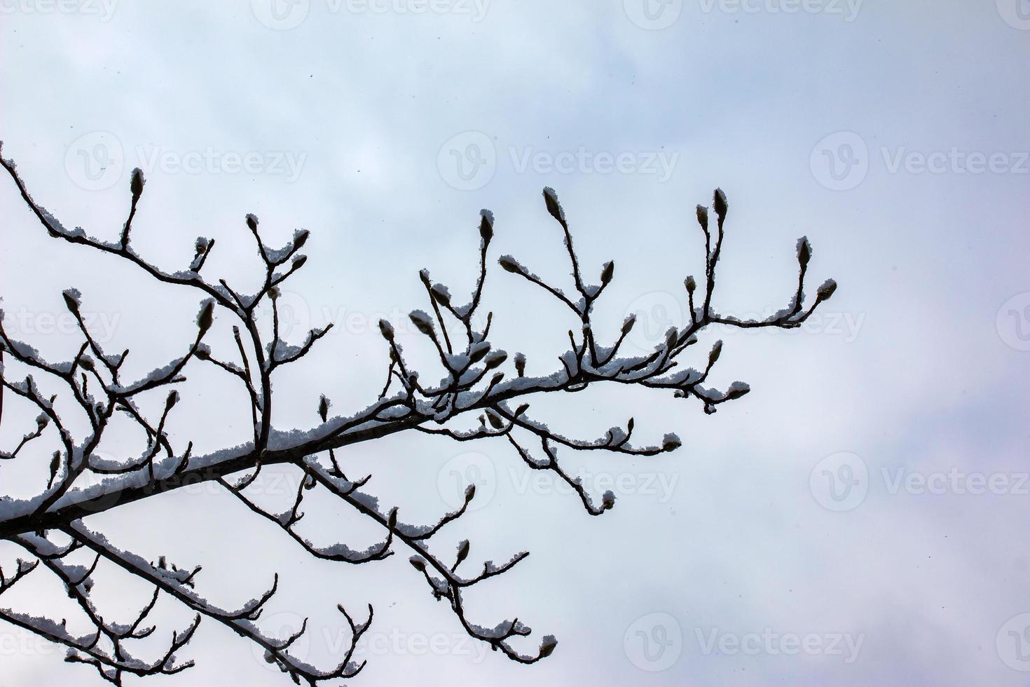 Close-up of Magnolia kobus twigs with buds in winter. The branches are covered with white fluffy snow. photo