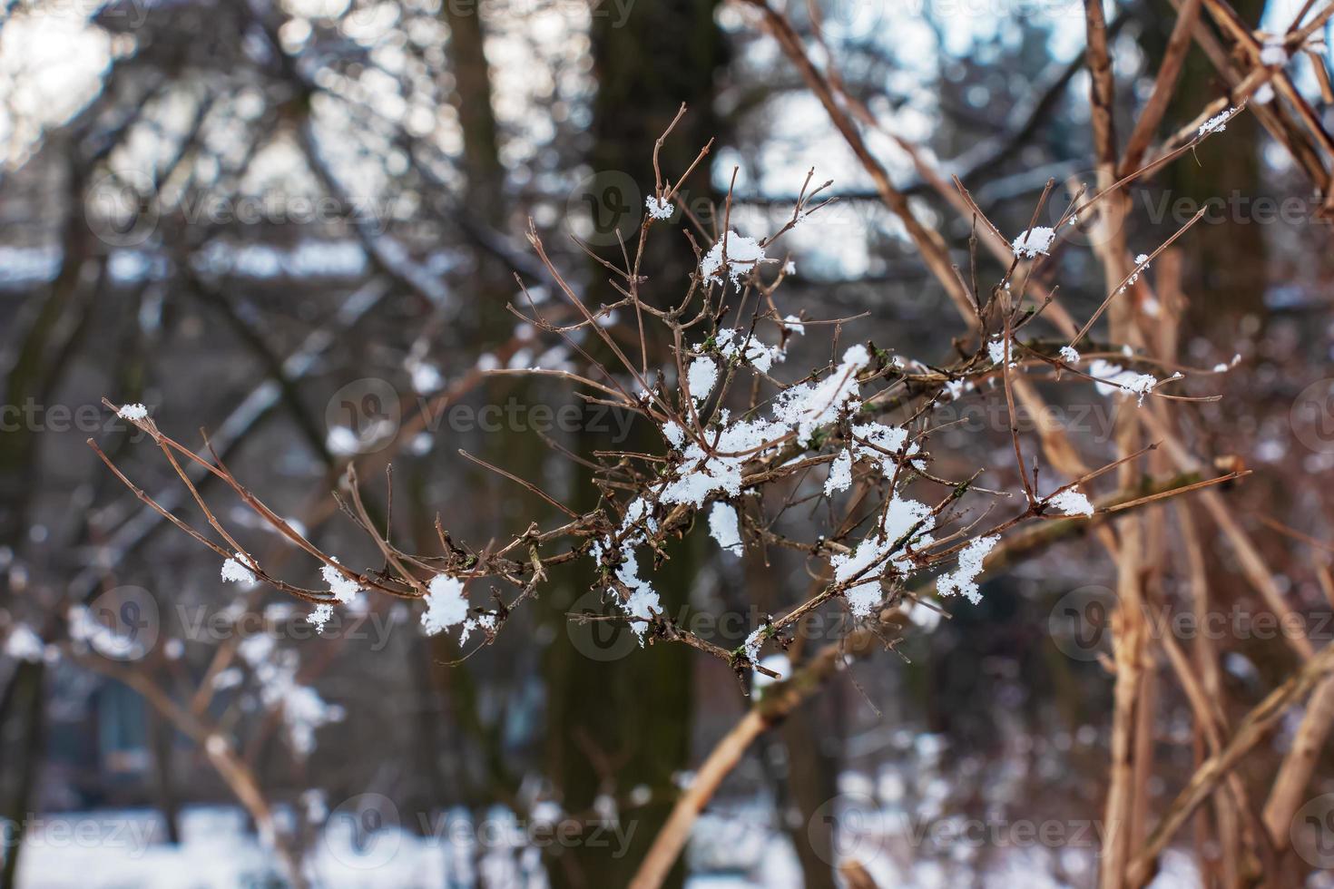 Kolkwitzia amabilis is a species of plant in the Caprifoliaceae family. A deciduous shrub known collectively as beauty bush in winter, covered in snow. photo