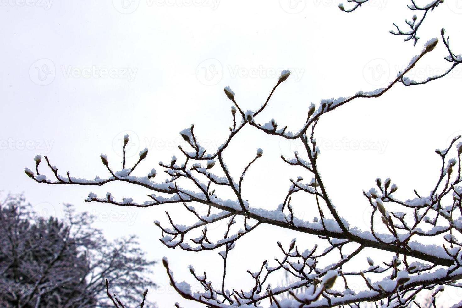 Close-up of Magnolia kobus twigs with buds in winter. The branches are covered with white fluffy snow. photo