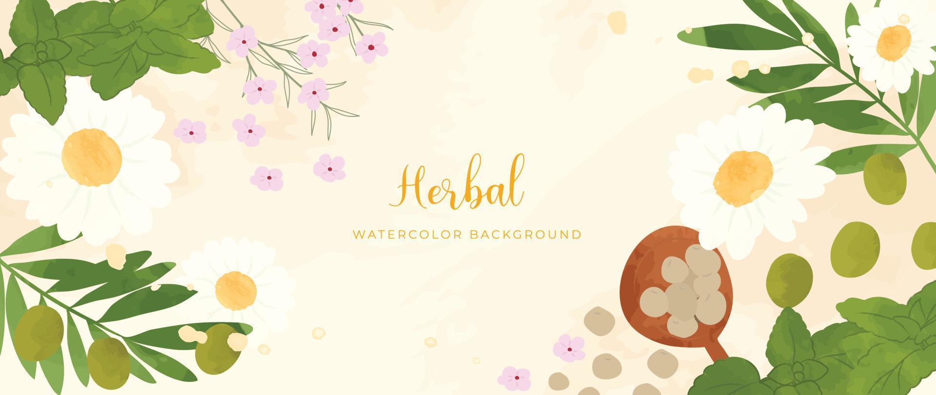 Botanical herbal watercolor background vector. Fresh aromatic chamomile flowers, peppermint, leaf branch, millet. Natural garden foliage design for wallpaper, cover, advertising, healthcare product. vector