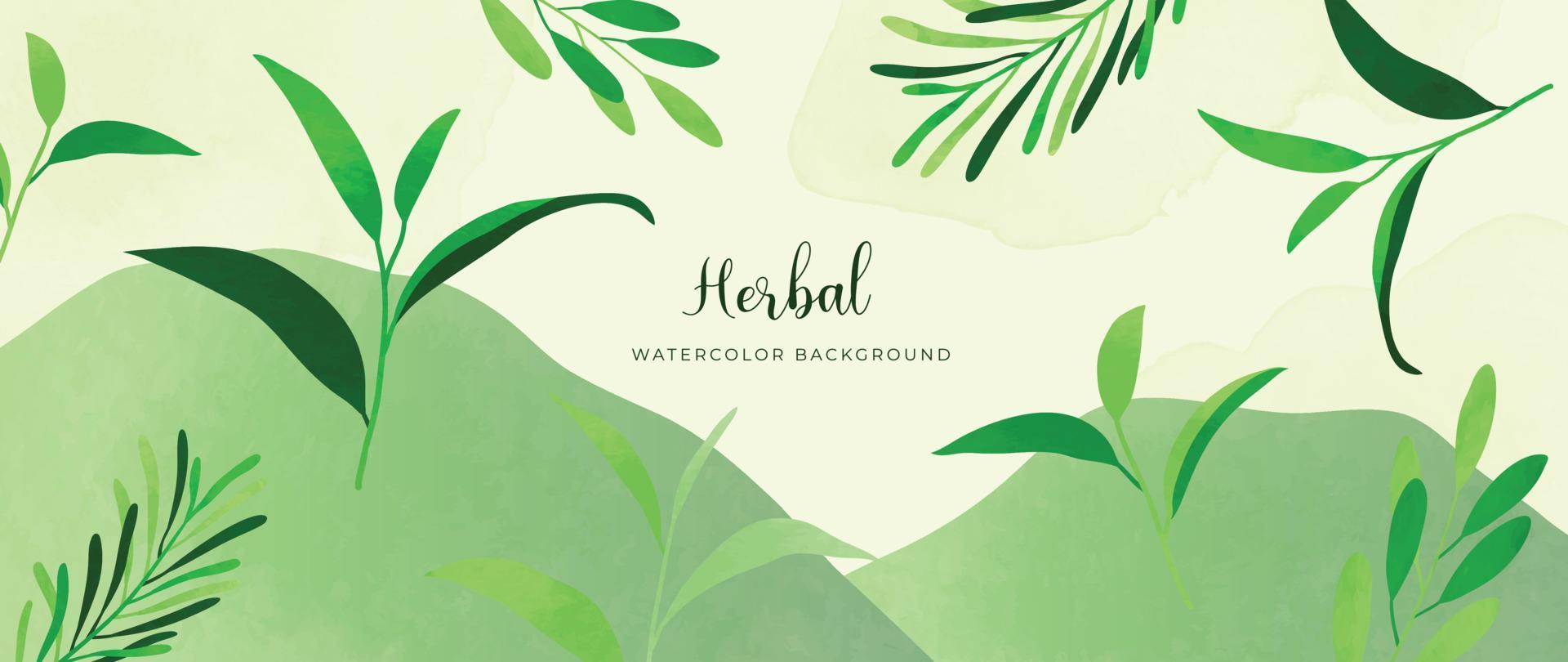 Botanical herbal watercolor background vector. Hand drawn green