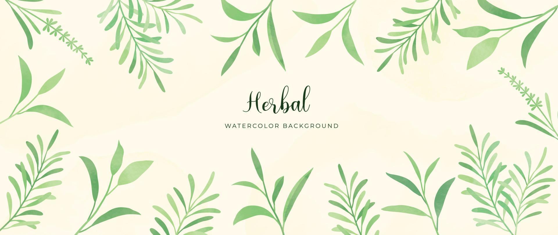 Botanical herbal watercolor background vector. Hand drawn green aromatic fresh herbal leaf branch background. Decorative garden foliage design for wallpaper, cover, advertising, healthcare product. vector