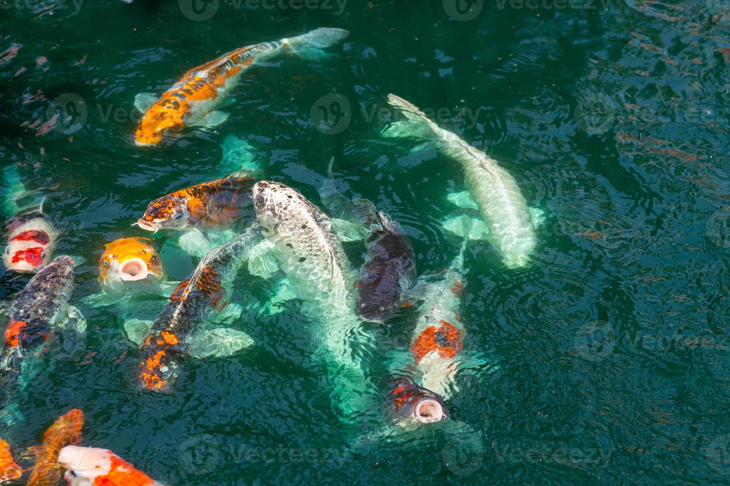 koi fish in pond at Utaradit, Thailand. photo