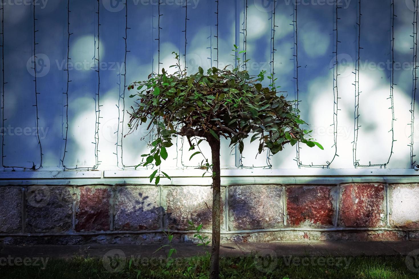 Small tree growing in deep shade near building with hanging garland