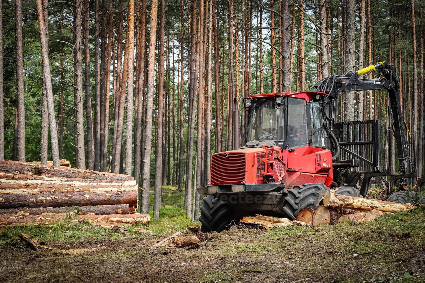 Red heavy duty tractor gathering tree trunks after wood cutting for sanitary cleaning with tree logs piled on the side photo