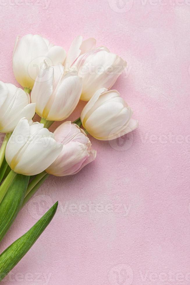 Bouquet of pink tulips on pink background. photo