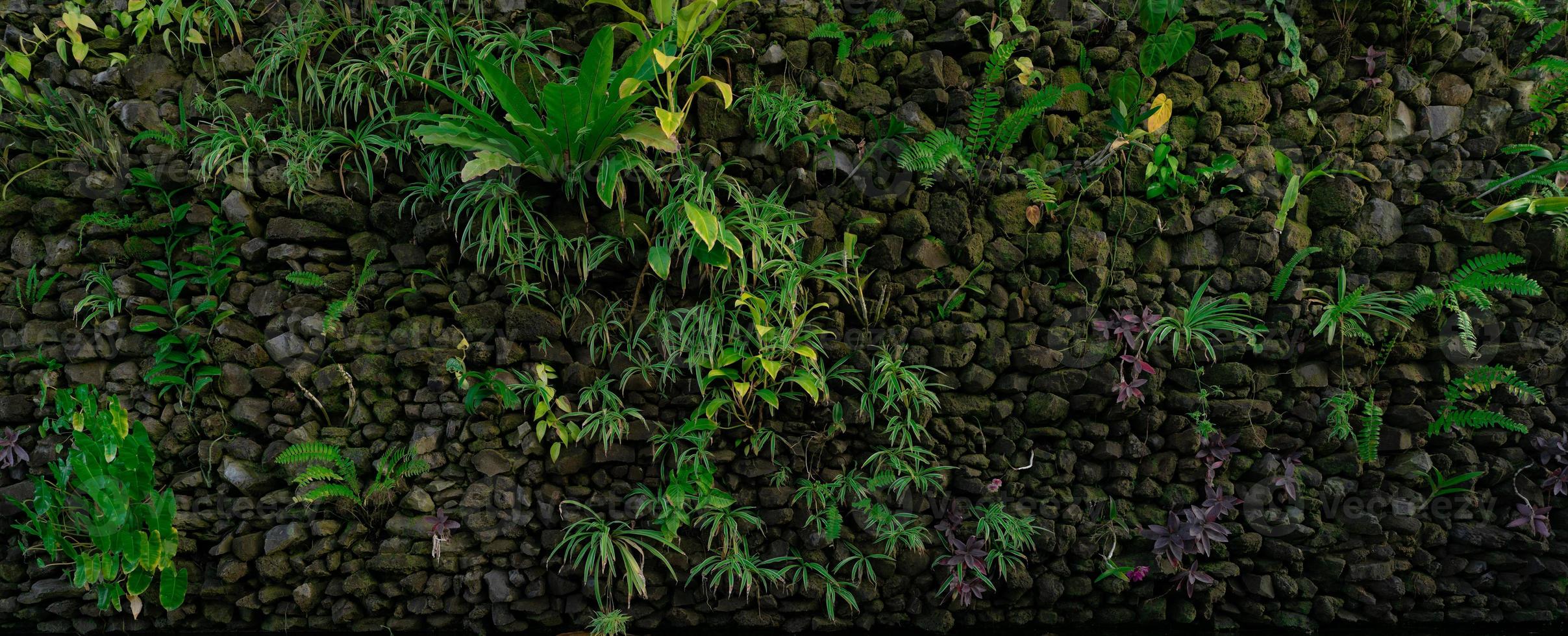 Green eco wall concept. Green ornamental plant on stone wall background. Sustainable building. Close to nature. Exterior architecture for decorative garden. Eco-friendly building. Clean environment. photo