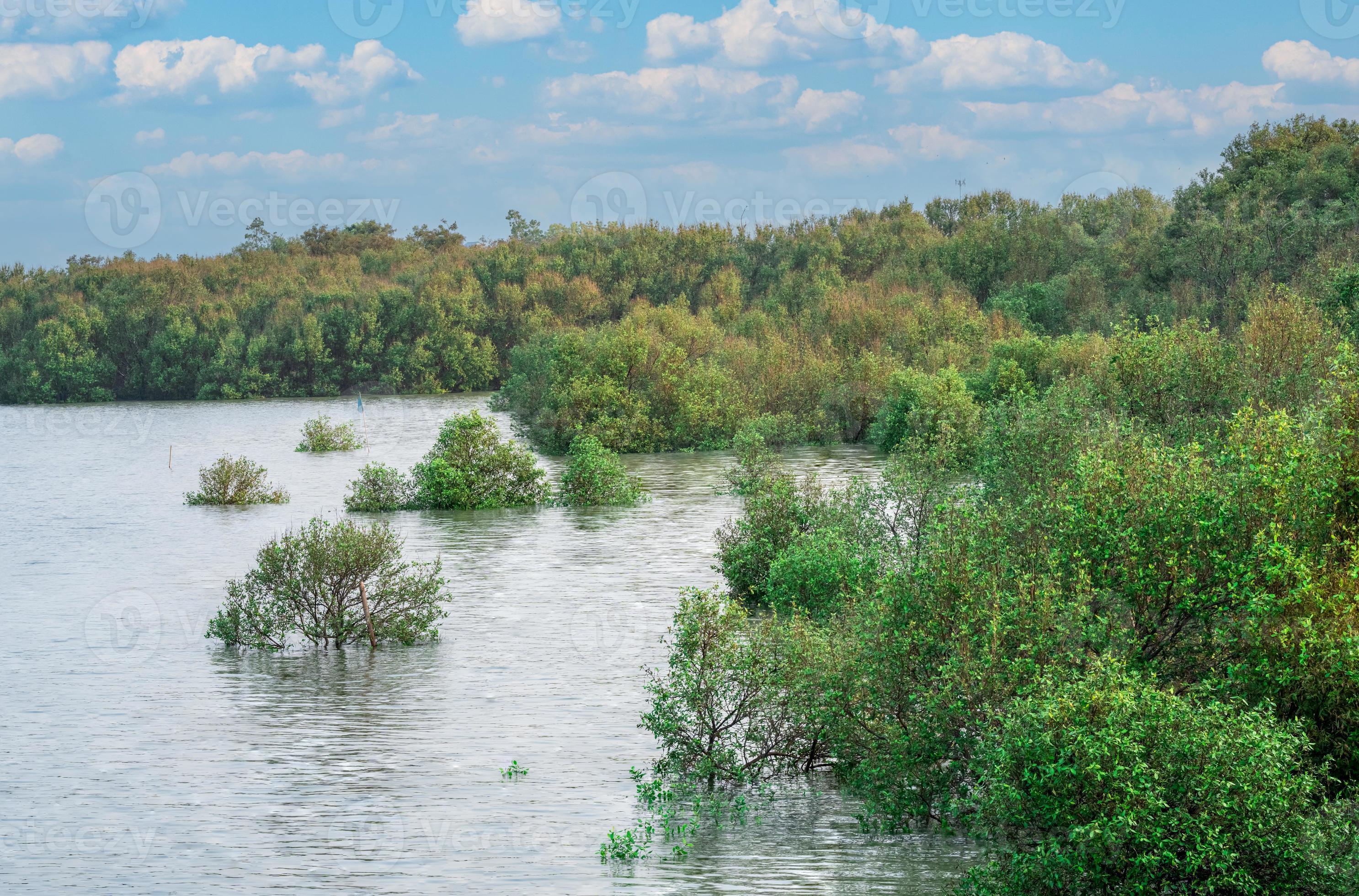 verde mangle bosque con mar agua y azul cielo. mangle ecosistema