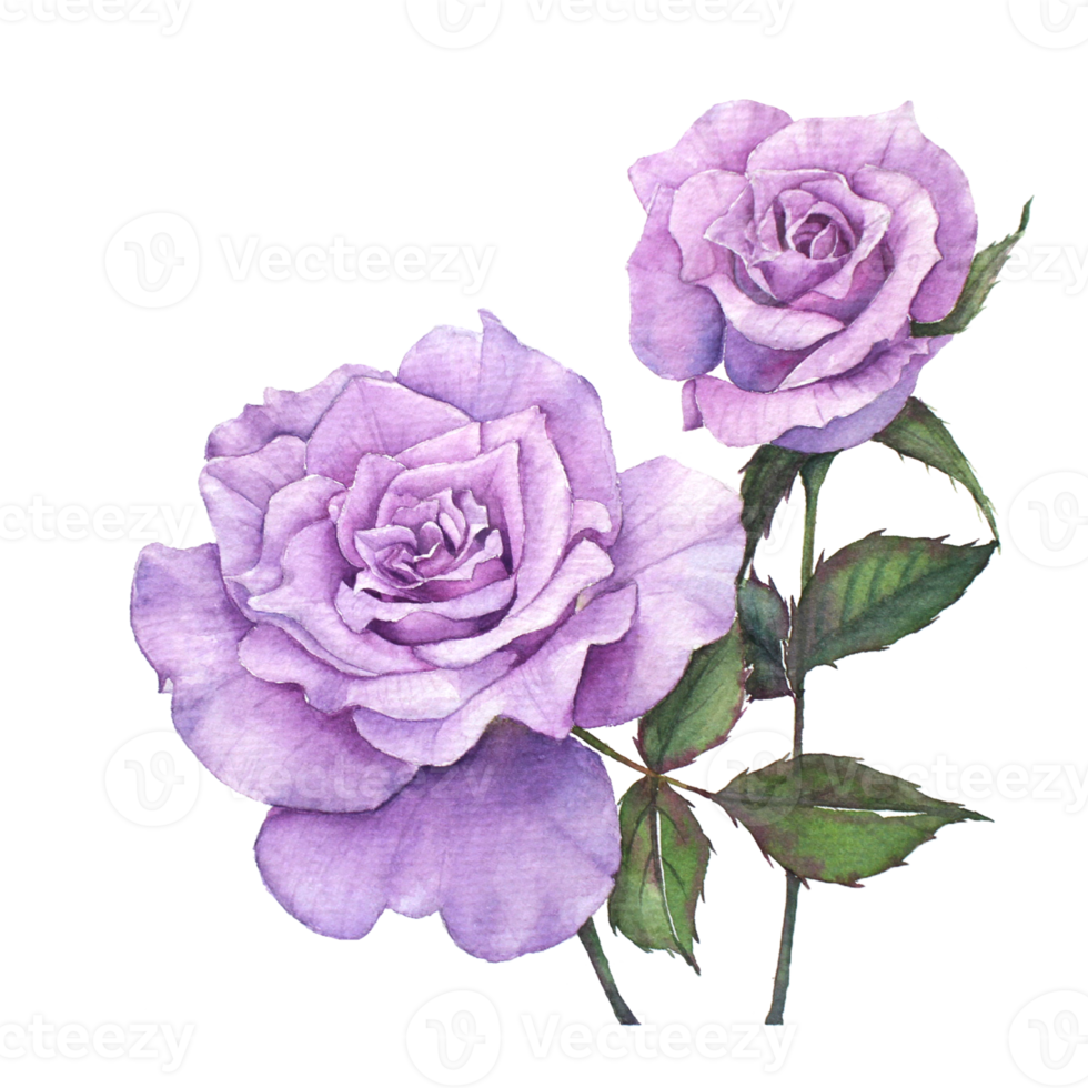 Purple Rose Watercolor Painting 20482781 PNG
