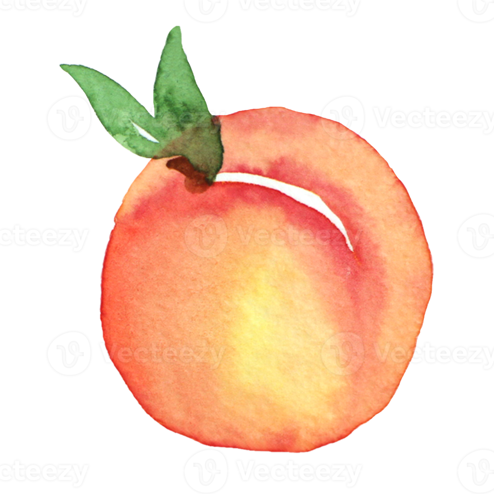 Peach watetcolor painting png