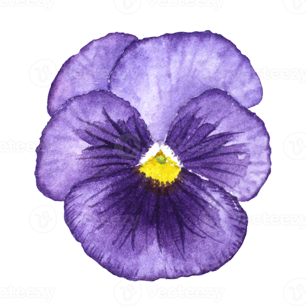 aquarelle La peinture de violet pensée fleurs png