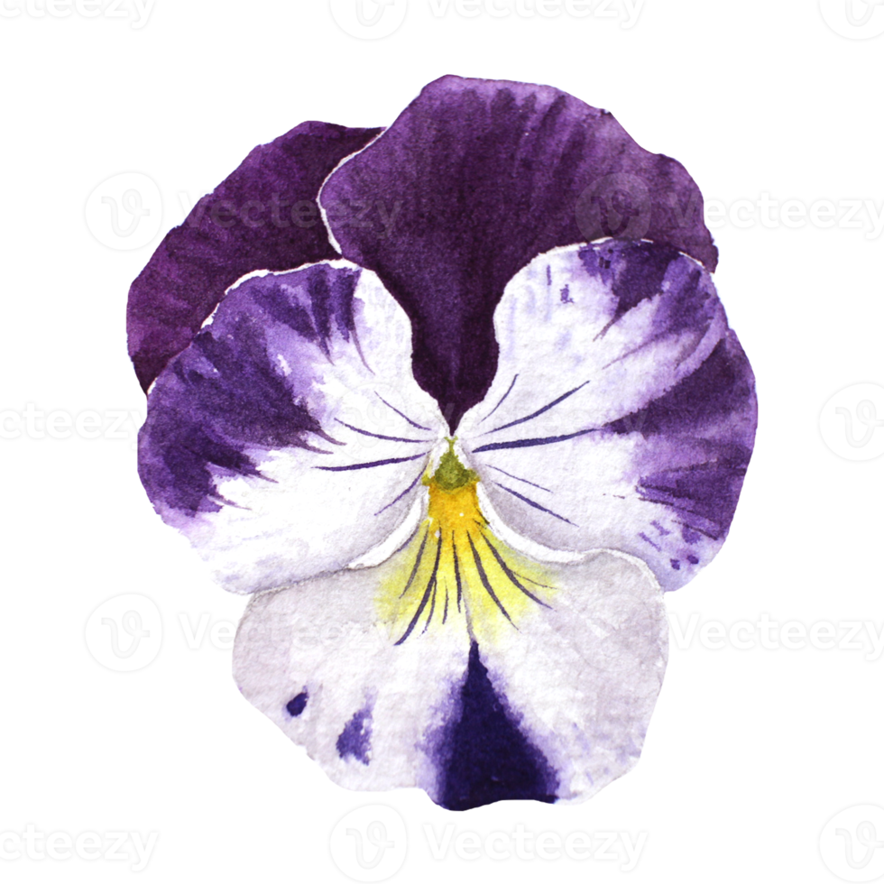 Watercolor painting of Purple Pansy Flowers png