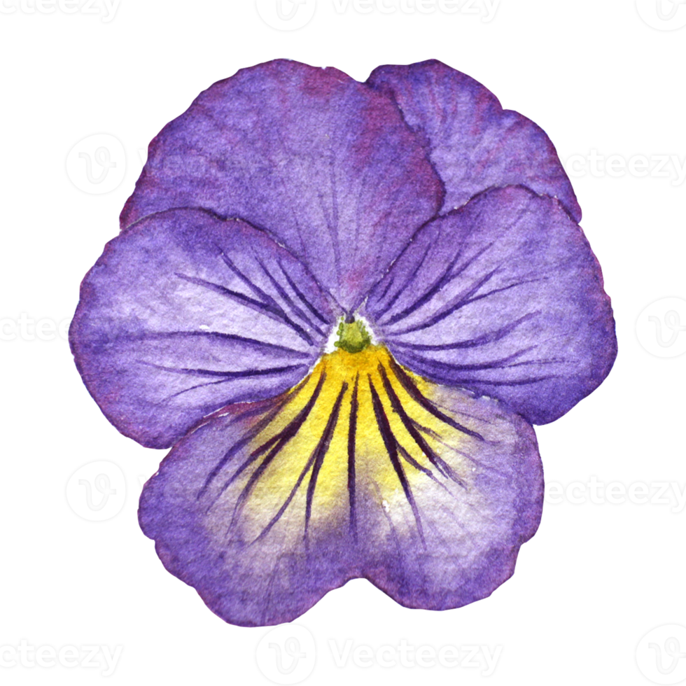 Watercolor painting of Purple Pansy Flowers png