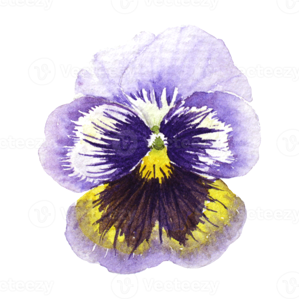 Watercolor painting of Purple Pansy Flowers png