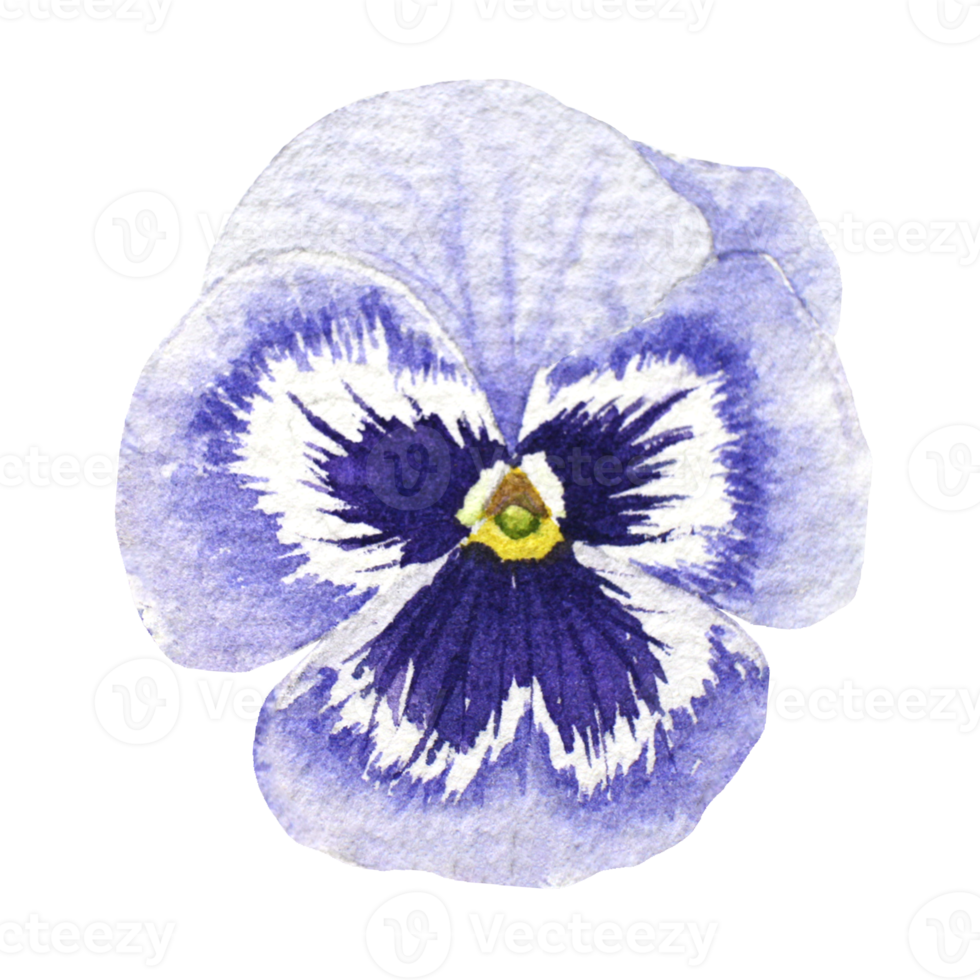 Watercolor painting of Purple Pansy Flowers png