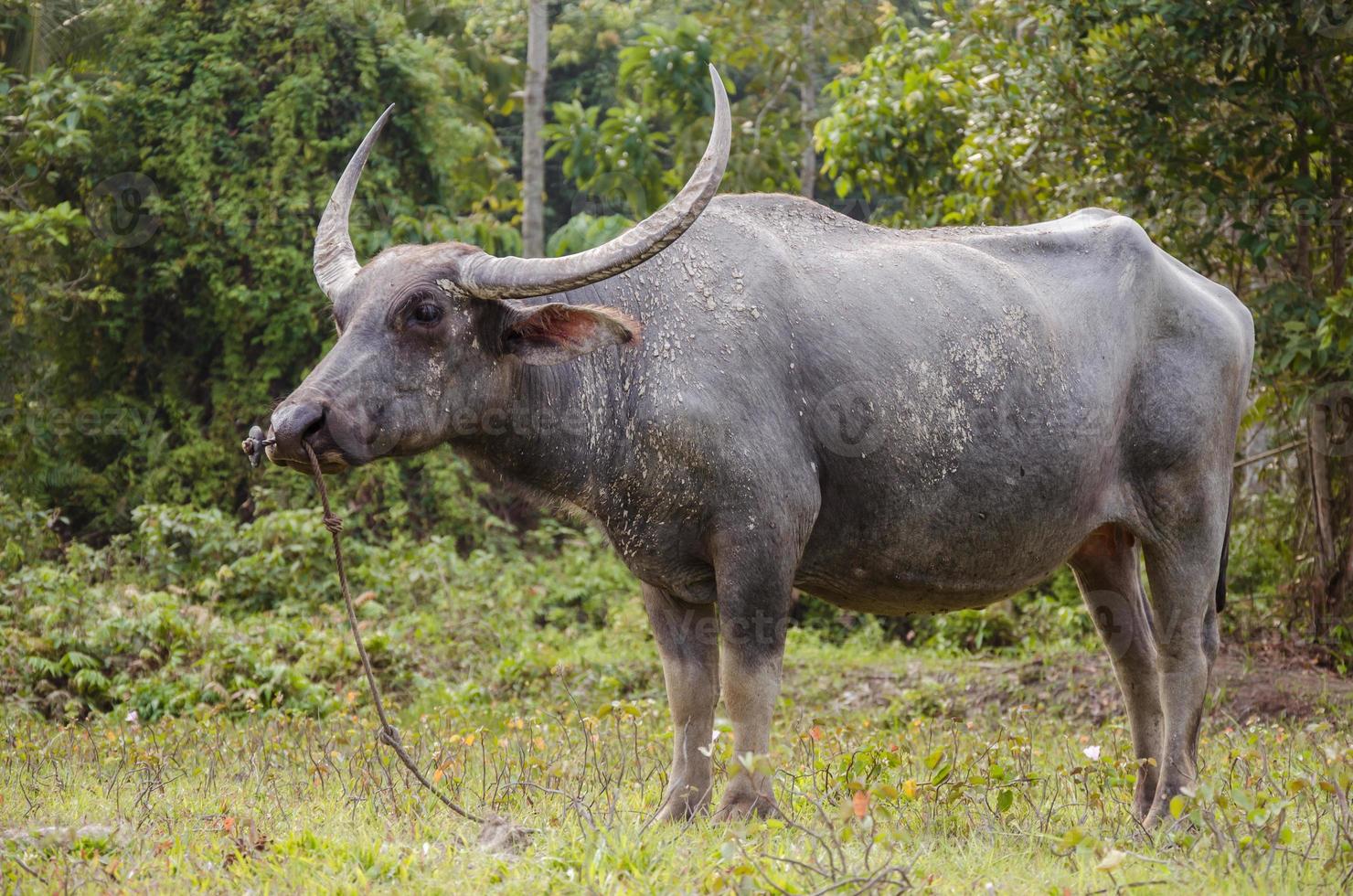 asiático búfalo en natural granja foto