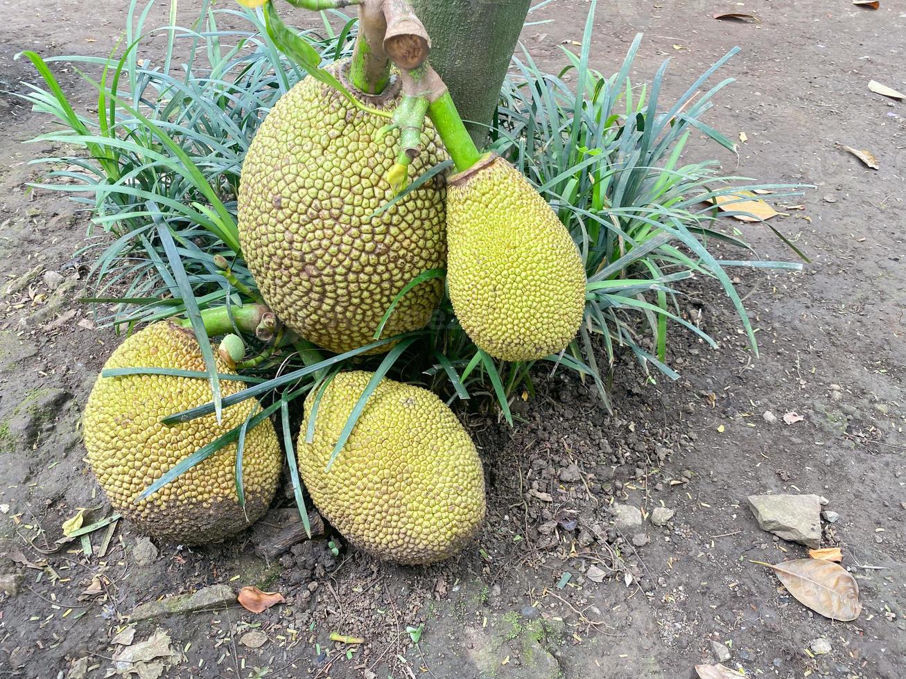 ripe jackfruit on the tree. jack fruit or called nangka is tropical fruit that taste sweet photo