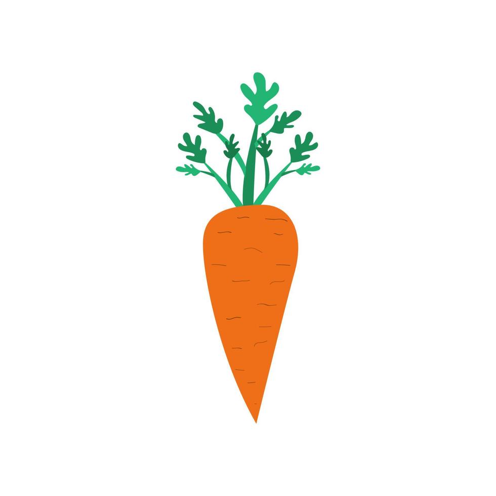 Carrot with stem. Useful vegetable in flat style. Carrot icon.Healthy meal. Vegetarian food. Vector illustration of a carrot with a white isolated background.
