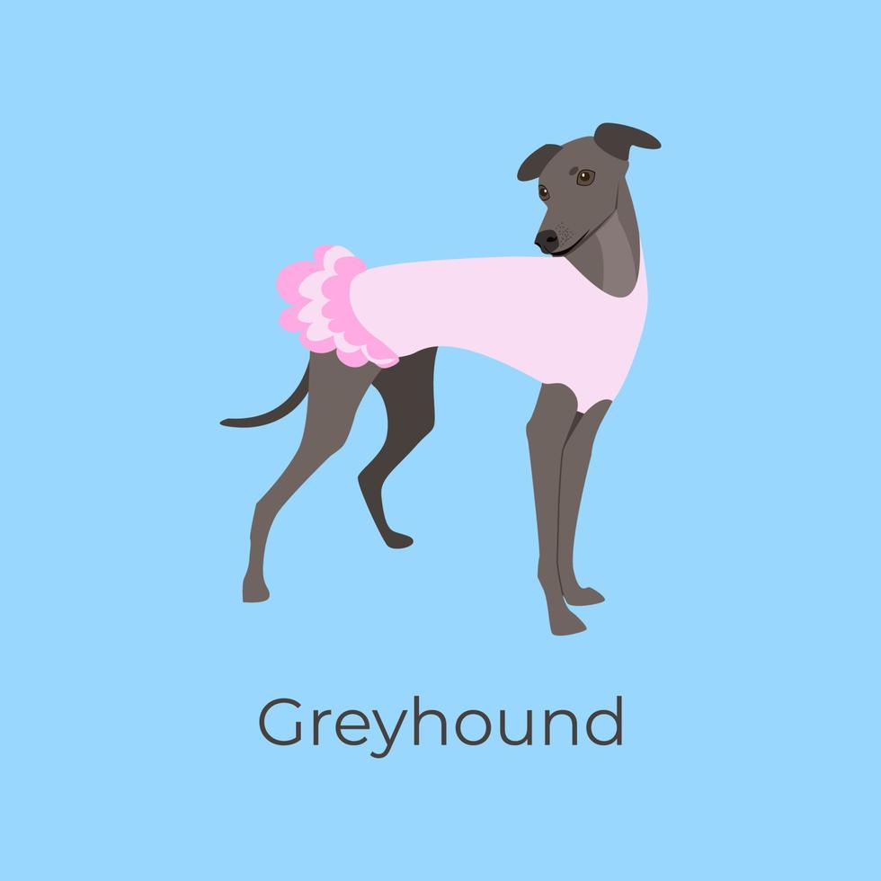 Italian greyhound in a cute summer dress. Dog in a delicate pink dress. Clothes for animals. Graceful breed of dog greyhound. Dog breed vector illustration, small italian greyhound.