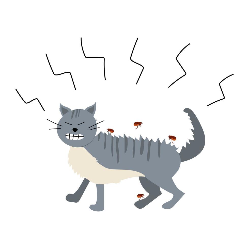 Vector illustration of a cat being attacked by fleas. The cat itches. Parasite infestation. Kitten and flea.
