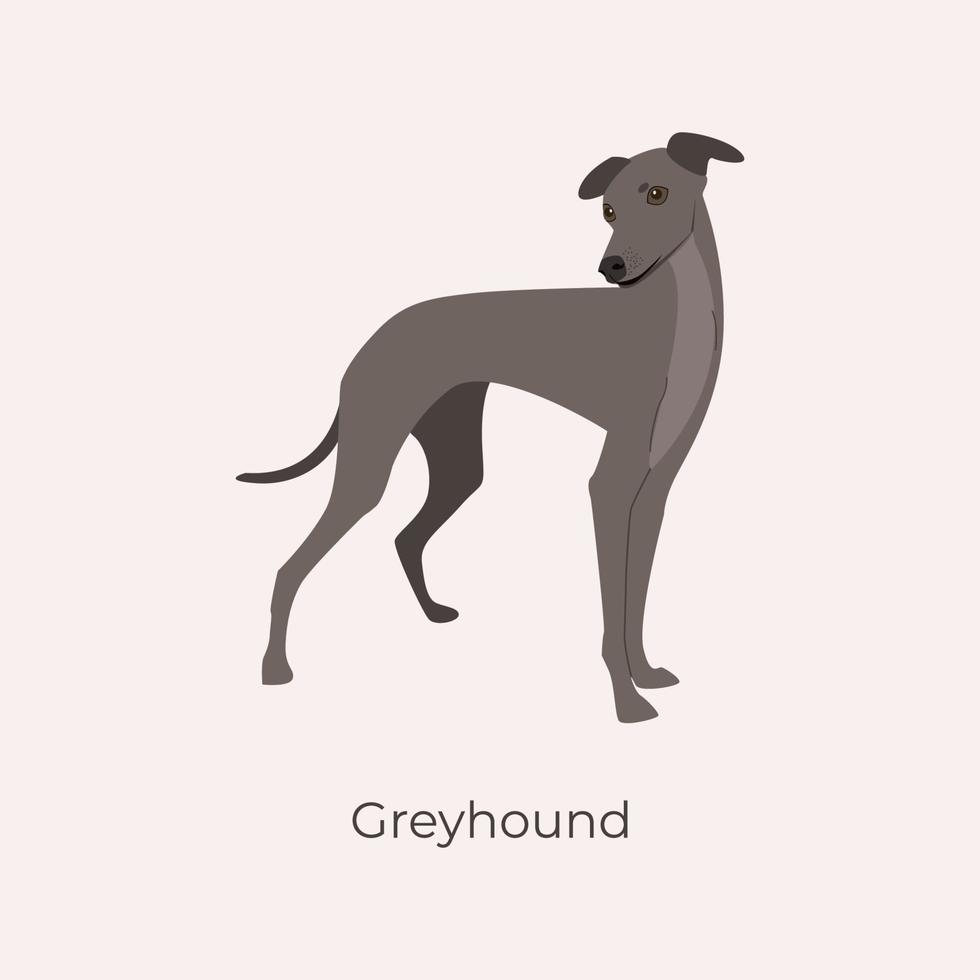 Italian Greyhound. Graceful greyhound dog breed. Vector illustration of a dog breed, small italian greyhound. Slender dog on the theme of pets.