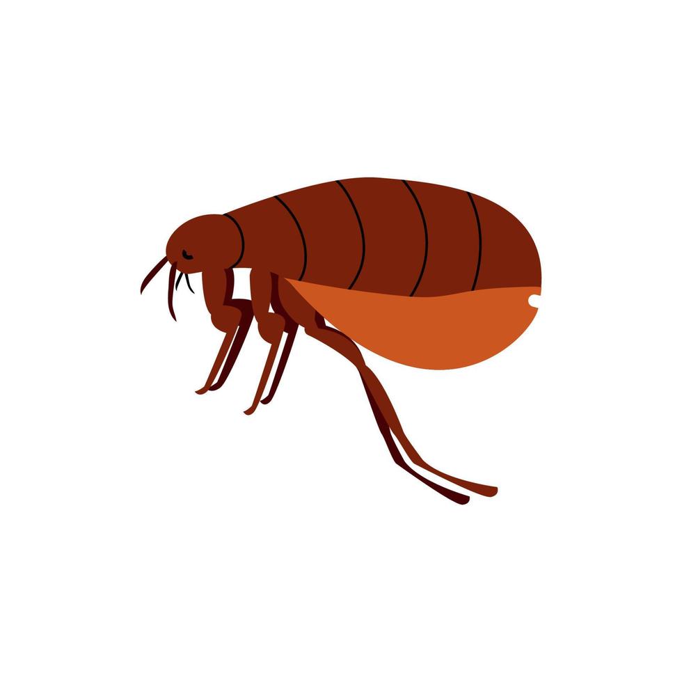 Flea vector illustration. Blood-sucking parasite. An insect that bites animals and people.