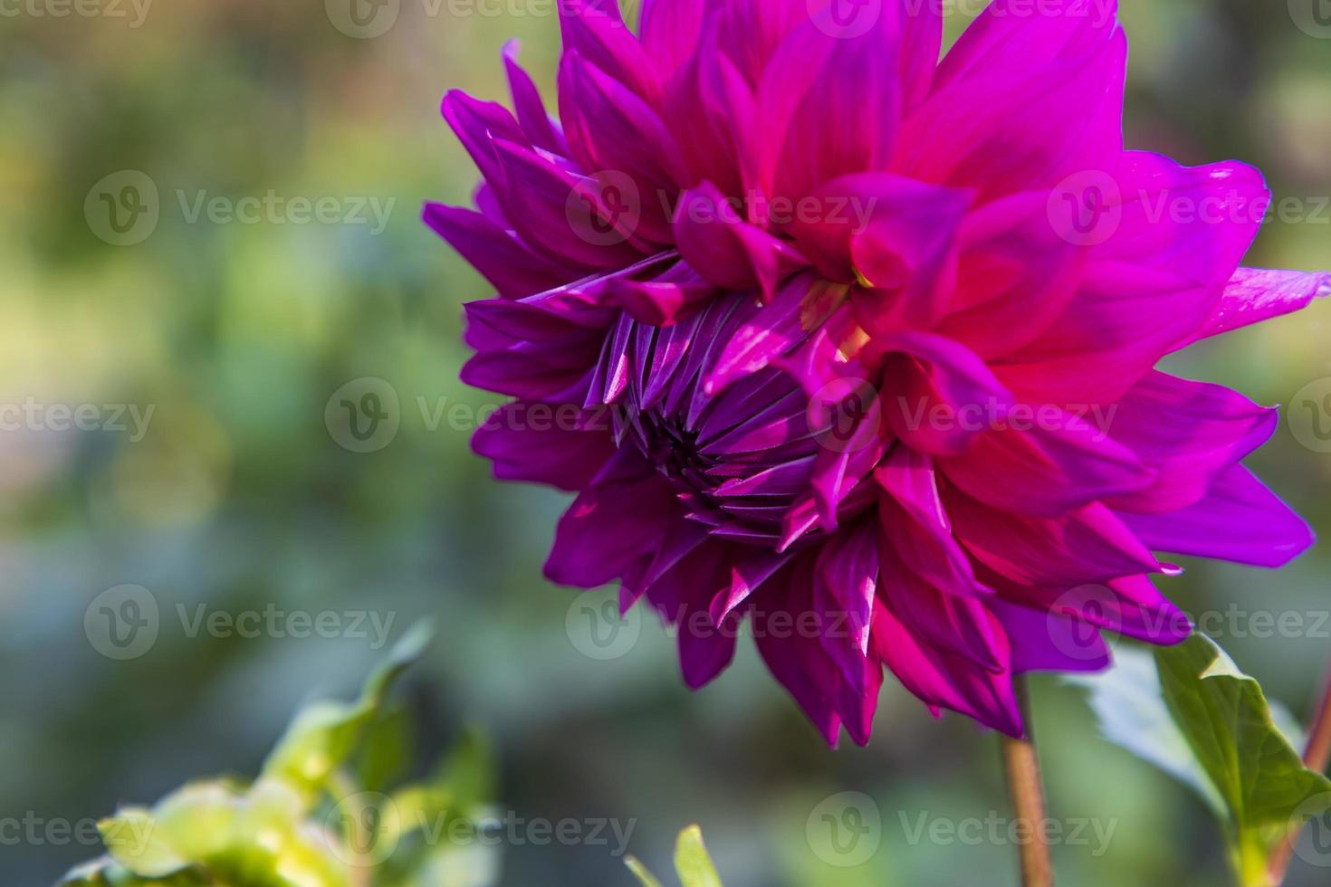 Beautiful  Blooming Pink Dahlia Flower in the Garden Tree photo