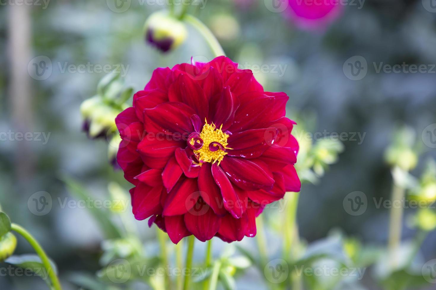 Beautiful  Blooming  Colorful  Dahlia Flower in the Garden Tree photo