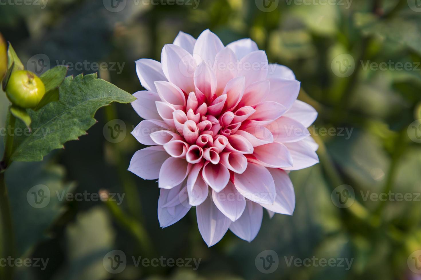 Beautiful  Blooming Pink Dahlia Flower in the Garden Tree photo