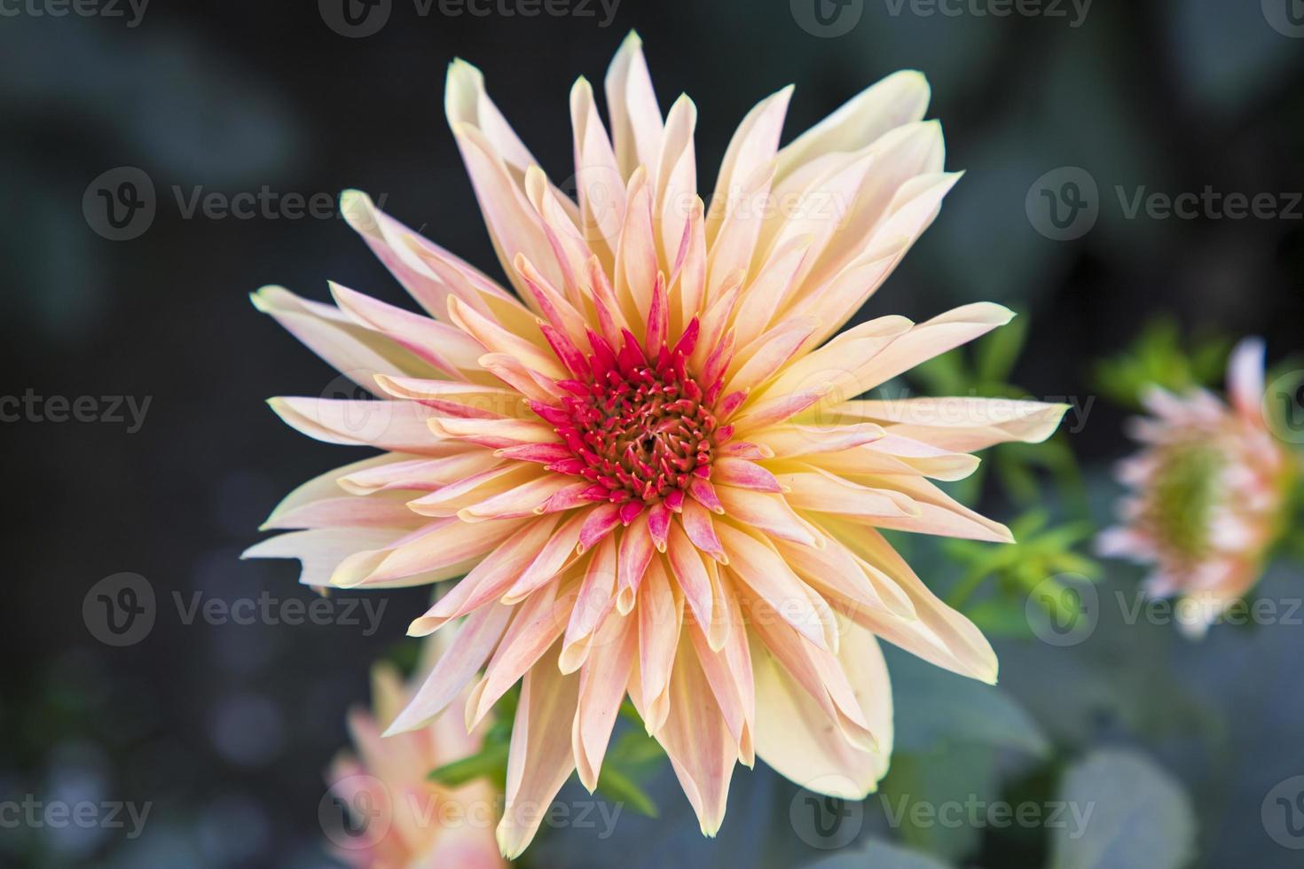 Beautiful  Blooming  Colorful  Dahlia Flower in the Garden Tree photo