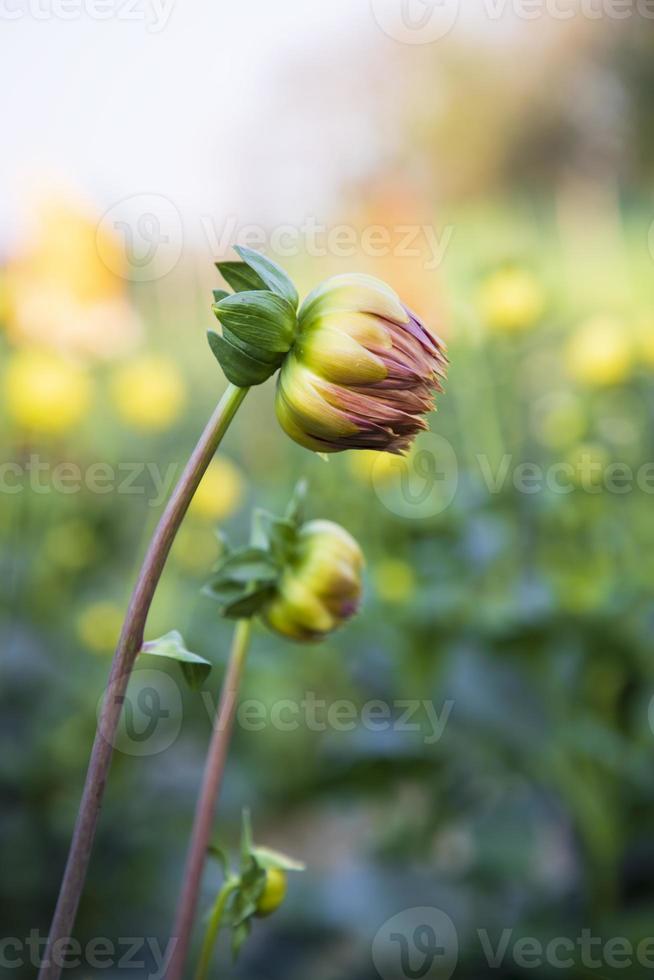 Beautiful  Dahlia Flower bud with a blurry background in the Garden Tree photo